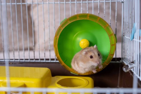 Comment occuper son hamster le soir et la nuit