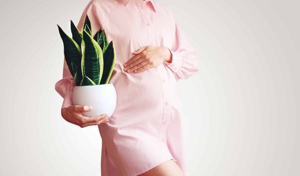 Plante médicinale et grossesse : les indications scientifiques