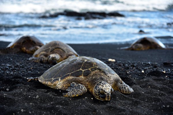 Quels sont les animaux qui rient ?